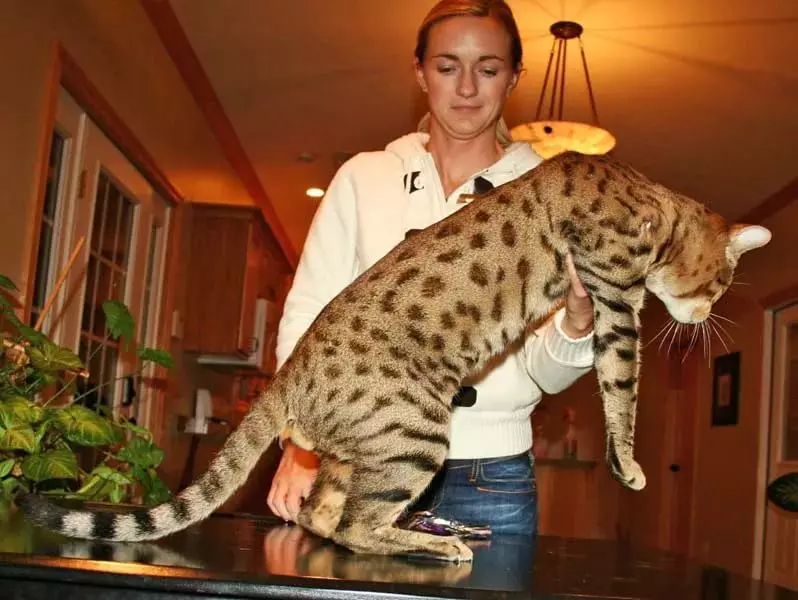 Bengali kass (79 fotot): Bengali tõu kassi kirjeldus. Mõõdud kassipojad, mis on sarnane Leopardi ja täiskasvanud kassidega märgatud värvi. Omandiülevaade 22404_31