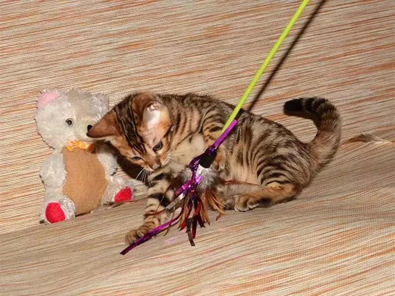 Бенгальська кішка (79 фото): опис котів бенгальської породи. Розміри кошенят, схожих на леопарда і дорослих кішок плямистого забарвлення. Відгуки власників 22404_36