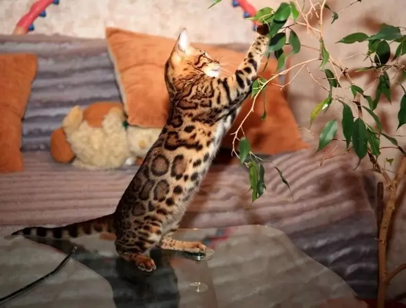 Бенгальська кішка (79 фото): опис котів бенгальської породи. Розміри кошенят, схожих на леопарда і дорослих кішок плямистого забарвлення. Відгуки власників 22404_37