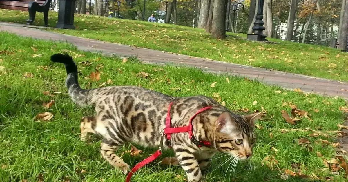 Bengalska mačka (79 fotografija): Opis mačaka Bengalske pasmine. Dimenzije mačića, sličnu leopardu i odraslih mačaka uočene boje. Recenzije vlasništva 22404_39