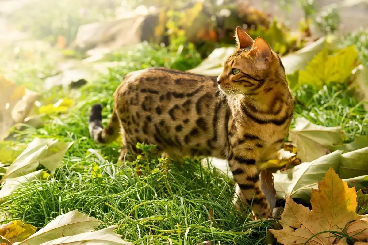 Bengálská kočka (79 fotek): Popis koček bengálského plemene. Rozměry koťat, podobně jako leopardí a dospělých koček strakaté barvy. Recenze vlastnictví 22404_40