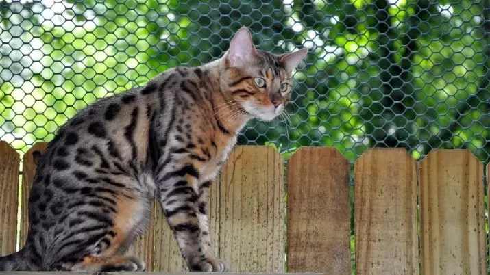 Bengalska mačka (79 fotografija): Opis mačaka Bengalske pasmine. Dimenzije mačića, sličnu leopardu i odraslih mačaka uočene boje. Recenzije vlasništva 22404_41