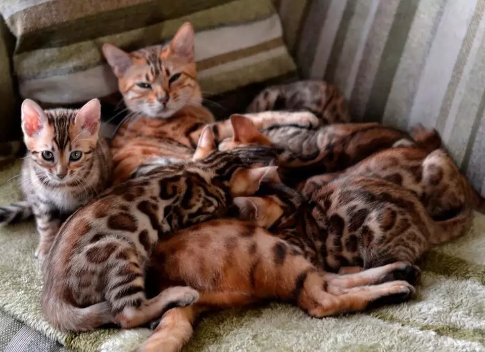 Bengalska mačka (79 fotografija): Opis mačaka Bengalske pasmine. Dimenzije mačića, sličnu leopardu i odraslih mačaka uočene boje. Recenzije vlasništva 22404_44