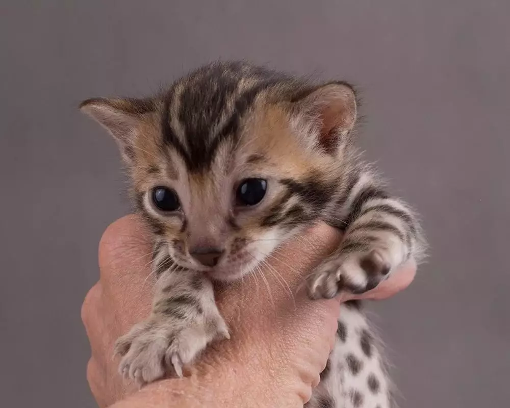 Bengalska mačka (79 fotografija): Opis mačaka Bengalske pasmine. Dimenzije mačića, sličnu leopardu i odraslih mačaka uočene boje. Recenzije vlasništva 22404_45