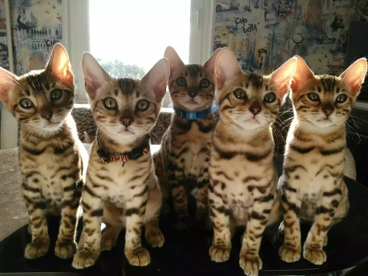 Bengali kass (79 fotot): Bengali tõu kassi kirjeldus. Mõõdud kassipojad, mis on sarnane Leopardi ja täiskasvanud kassidega märgatud värvi. Omandiülevaade 22404_46