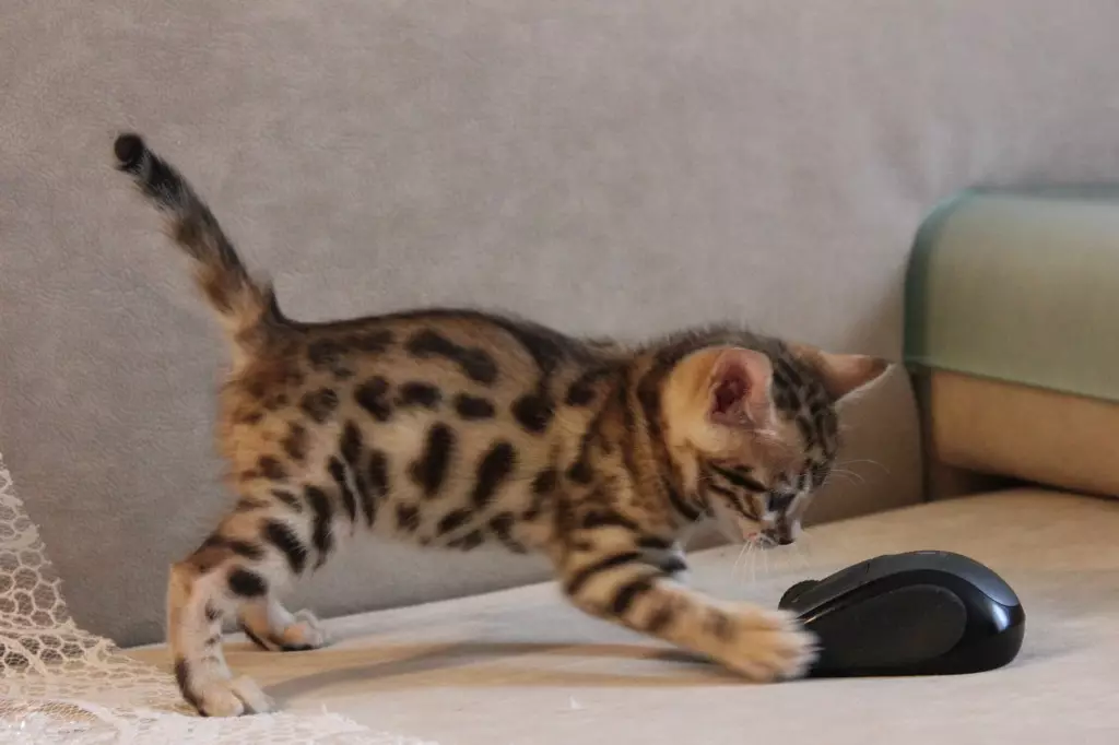 Bengalska mačka (79 fotografija): Opis mačaka Bengalske pasmine. Dimenzije mačića, sličnu leopardu i odraslih mačaka uočene boje. Recenzije vlasništva 22404_47