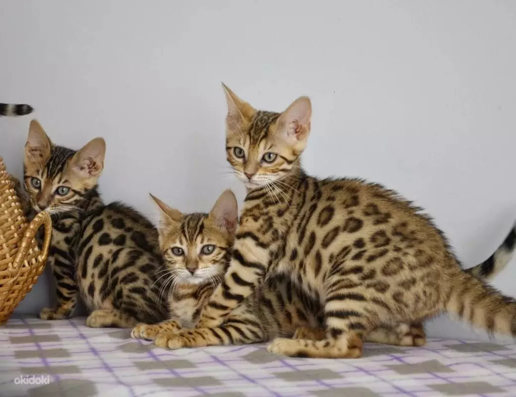Bengalska mačka (79 fotografija): Opis mačaka Bengalske pasmine. Dimenzije mačića, sličnu leopardu i odraslih mačaka uočene boje. Recenzije vlasništva 22404_48