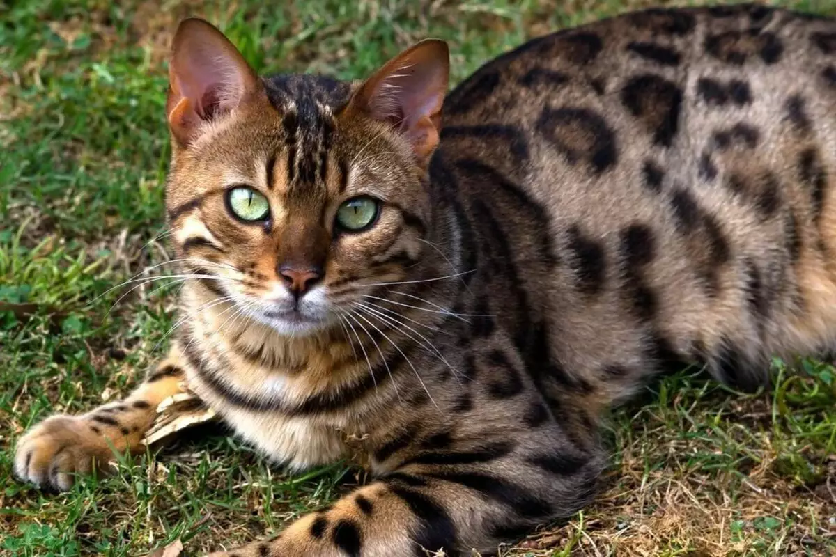 بنگال بلی (79 تصاویر): بنگال نسل کے بلیوں تفصیل بلی کے بچوں کے طول و عرض، چتکبری رنگ کا چیتا اور بالغ بلیوں کی طرح. ملکیت کا جائزہ 22404_5