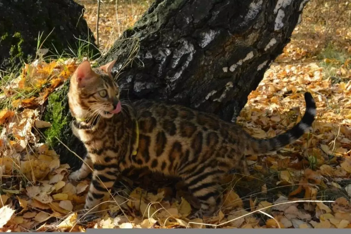 Bengalska mačka (79 fotografija): Opis mačaka Bengalske pasmine. Dimenzije mačića, sličnu leopardu i odraslih mačaka uočene boje. Recenzije vlasništva 22404_50