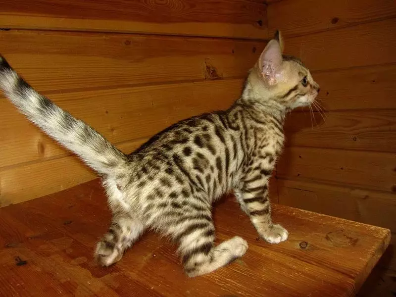 Bengali kass (79 fotot): Bengali tõu kassi kirjeldus. Mõõdud kassipojad, mis on sarnane Leopardi ja täiskasvanud kassidega märgatud värvi. Omandiülevaade 22404_51