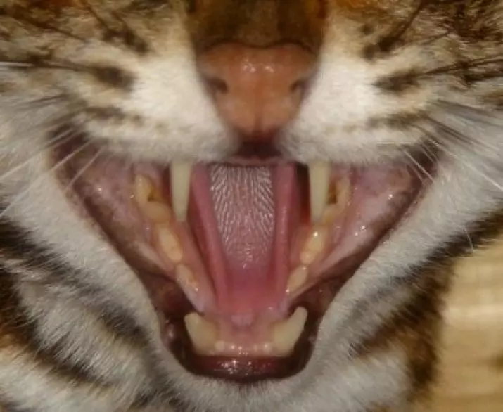 ბენგალური კატა (79 ფოტო): ბენგალური ჯიშის კატა აღწერა. კბილების ზომები, ლეოპარდი და ზრდასრული ფერის ზრდასრული ფერის მსგავსი. საკუთრების მიმოხილვა 22404_52