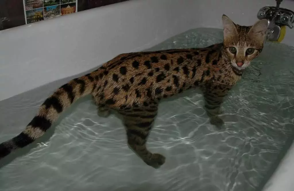 Bengalska mačka (79 fotografija): Opis mačaka Bengalske pasmine. Dimenzije mačića, sličnu leopardu i odraslih mačaka uočene boje. Recenzije vlasništva 22404_54