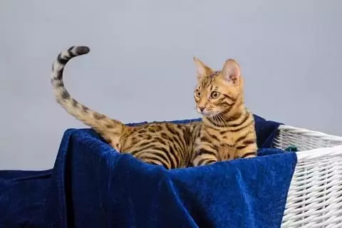 Bengalska mačka (79 fotografija): Opis mačaka Bengalske pasmine. Dimenzije mačića, sličnu leopardu i odraslih mačaka uočene boje. Recenzije vlasništva 22404_55