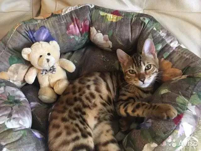 Bengalska mačka (79 fotografija): Opis mačaka Bengalske pasmine. Dimenzije mačića, sličnu leopardu i odraslih mačaka uočene boje. Recenzije vlasništva 22404_56