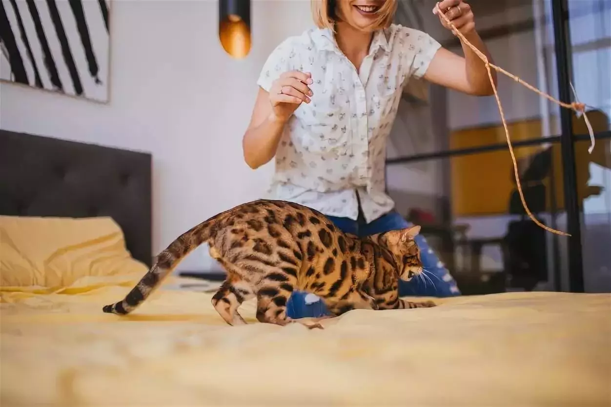 Bengalska mačka (79 fotografija): Opis mačaka Bengalske pasmine. Dimenzije mačića, sličnu leopardu i odraslih mačaka uočene boje. Recenzije vlasništva 22404_57