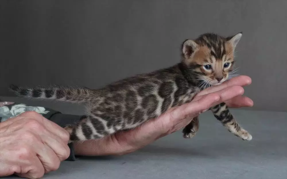 Bengalska mačka (79 fotografija): Opis mačaka Bengalske pasmine. Dimenzije mačića, sličnu leopardu i odraslih mačaka uočene boje. Recenzije vlasništva 22404_62