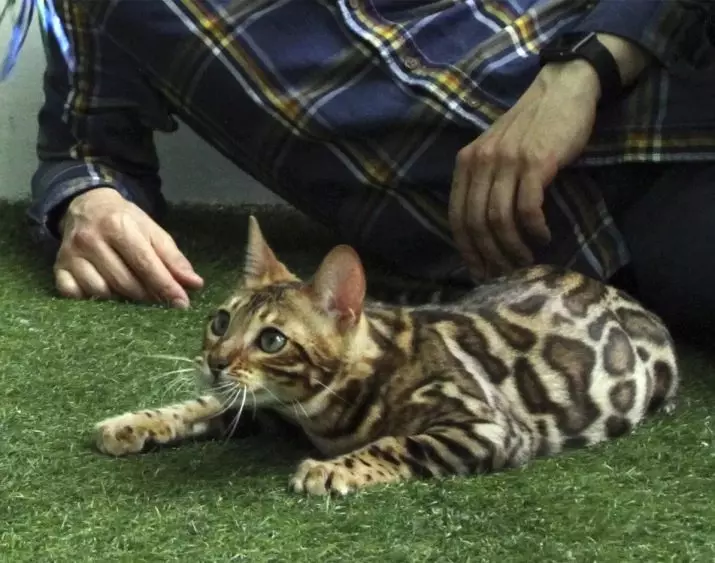 Bengalska mačka (79 fotografija): Opis mačaka Bengalske pasmine. Dimenzije mačića, sličnu leopardu i odraslih mačaka uočene boje. Recenzije vlasništva 22404_67