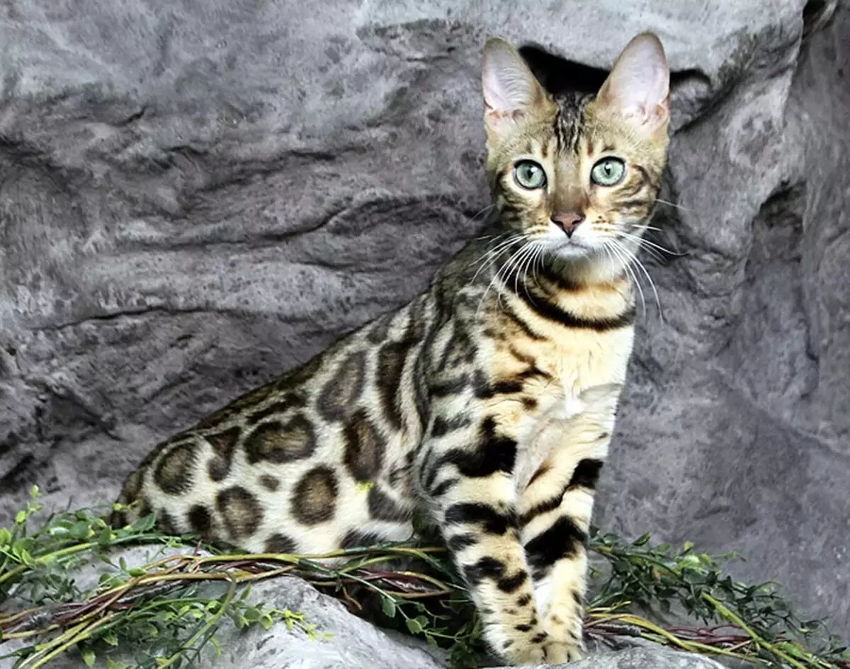 Bengalska mačka (79 fotografija): Opis mačaka Bengalske pasmine. Dimenzije mačića, sličnu leopardu i odraslih mačaka uočene boje. Recenzije vlasništva 22404_7