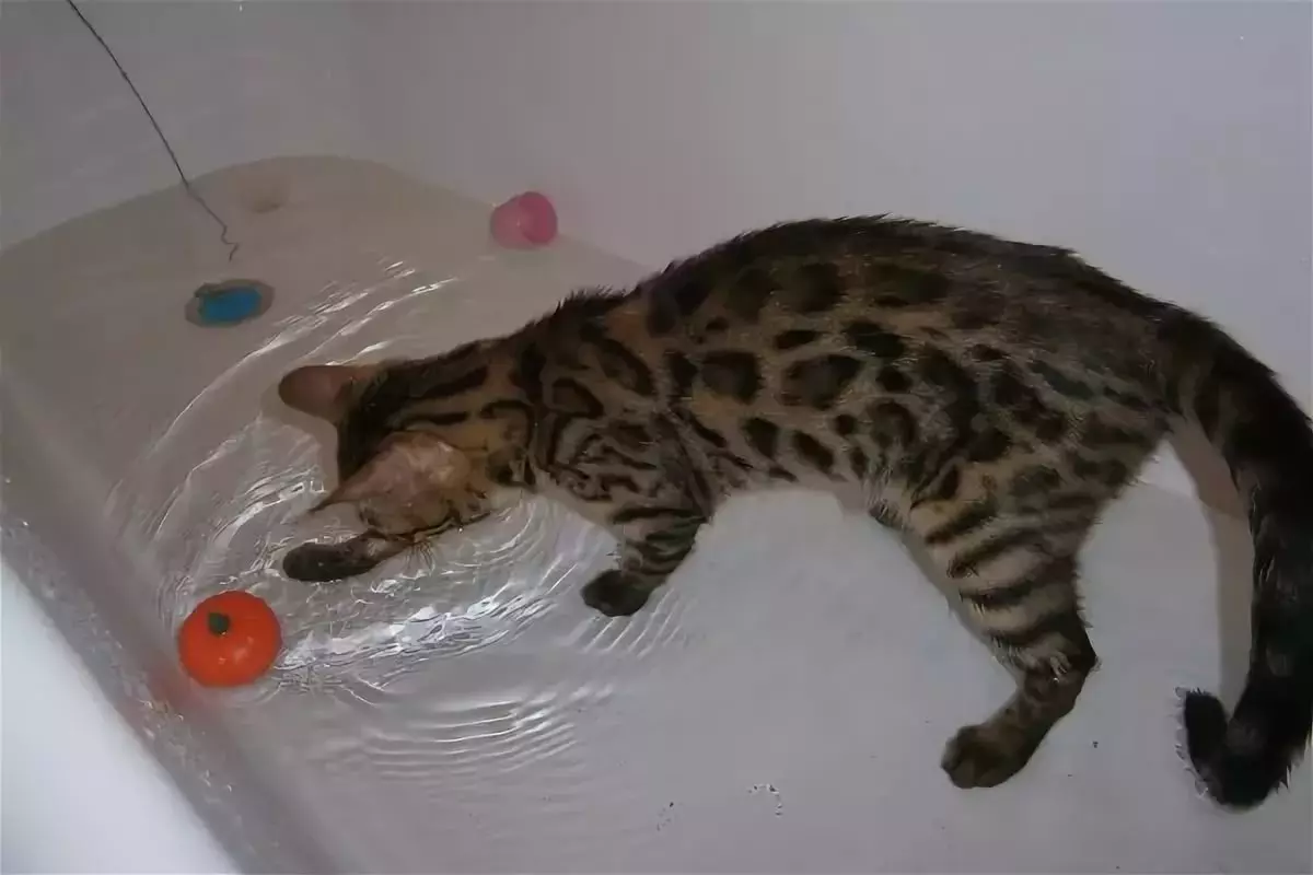Bengalska mačka (79 fotografija): Opis mačaka Bengalske pasmine. Dimenzije mačića, sličnu leopardu i odraslih mačaka uočene boje. Recenzije vlasništva 22404_77