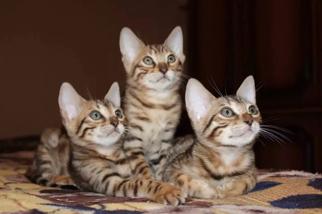 Bengalska mačka (79 fotografija): Opis mačaka Bengalske pasmine. Dimenzije mačića, sličnu leopardu i odraslih mačaka uočene boje. Recenzije vlasništva 22404_78