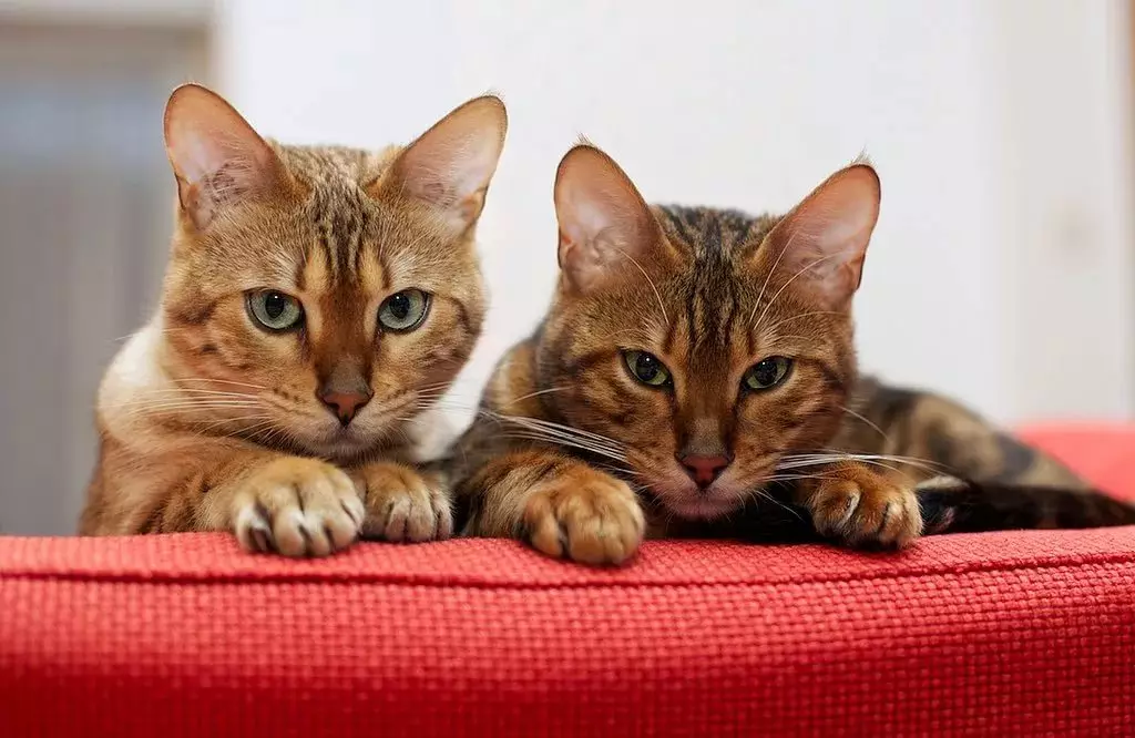 Bengalska mačka (79 fotografija): Opis mačaka Bengalske pasmine. Dimenzije mačića, sličnu leopardu i odraslih mačaka uočene boje. Recenzije vlasništva 22404_79