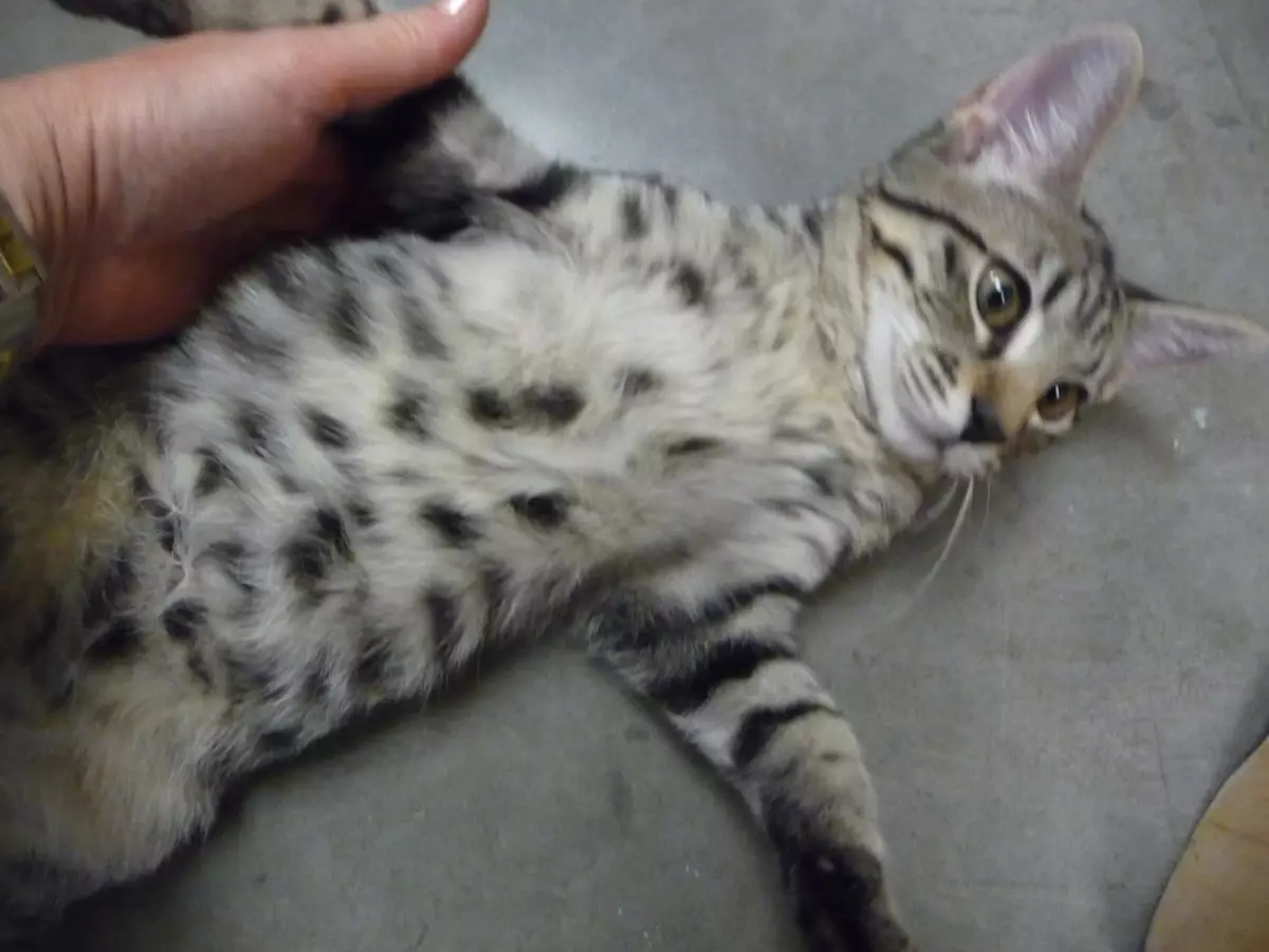 Бенгальская кошка метис серый полосатый