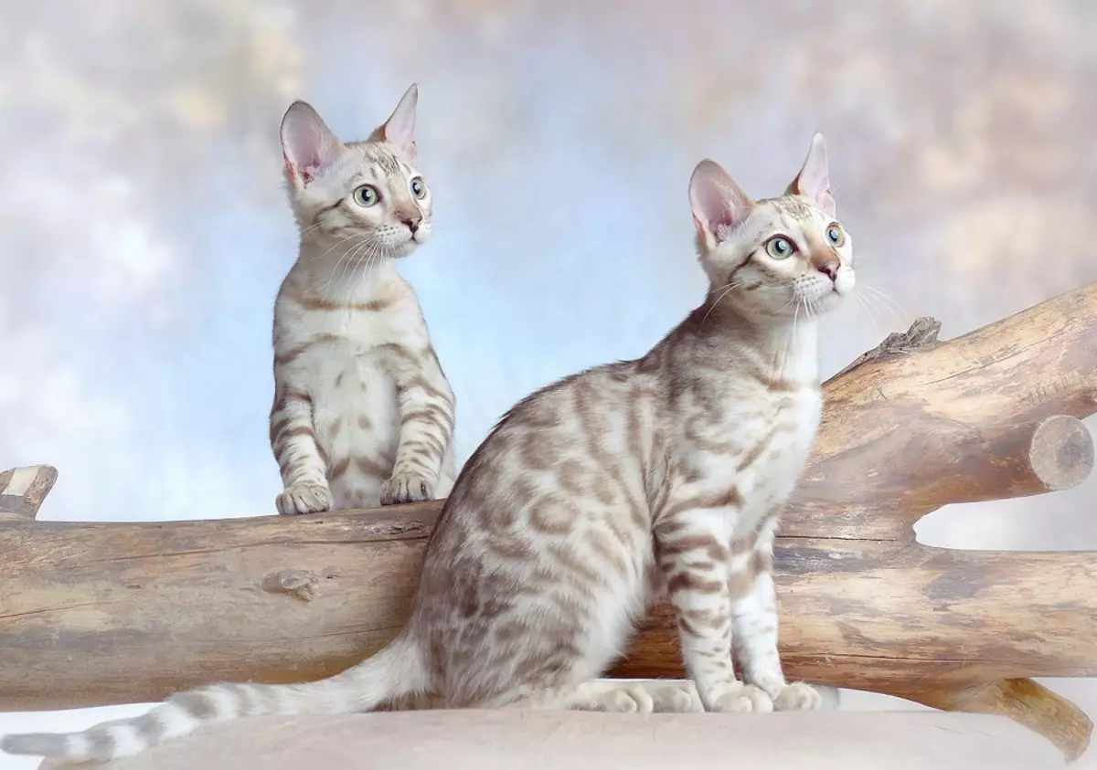 Kumaha ngaranan Bengal Cat? nicknames Tsarist tur populér pikeun budak 'anak ucing Bengal breed 22406_12