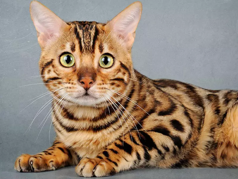 How to name the Bengal Cat? Tsarist and popular nicknames for a boys' kitten Bengal breed 22406_3