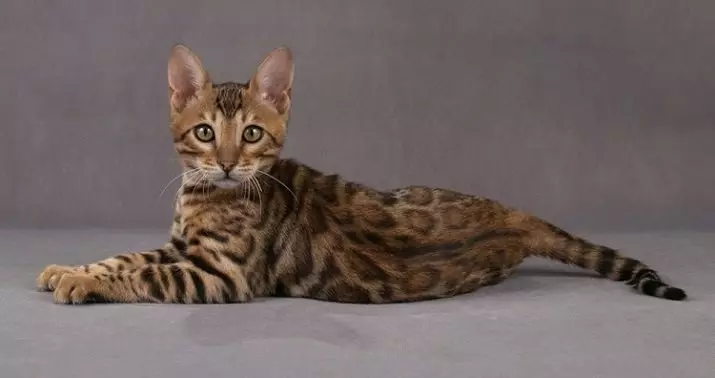 Kumaha ngaranan Bengal Cat? nicknames Tsarist tur populér pikeun budak 'anak ucing Bengal breed 22406_4