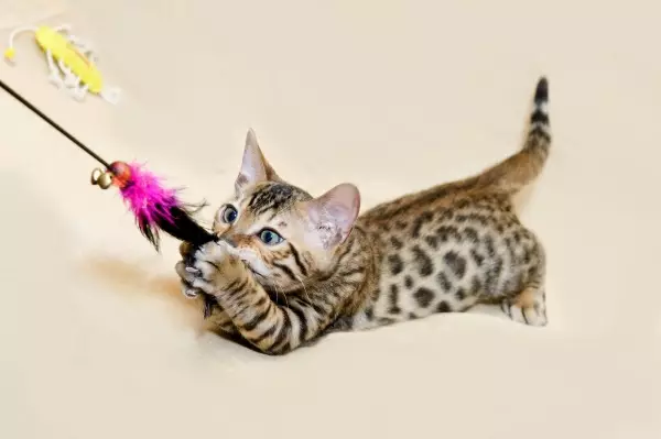 ベンガル猫に名前を付ける方法は？男子の子猫ベンガル品種のための皇帝と人気のあるニックネーム 22406_9