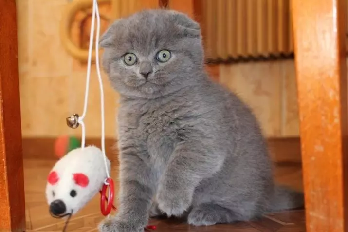 Грей шотландски Cat (17 снимки): Как да се обадя на сивата котка? Описание на котенца, грижи правила 22409_10