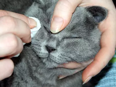 Grå skotsk katt (17 bilder): Hur man ringer en grå katt? Beskrivning av kattungar, vårdregler 22409_11