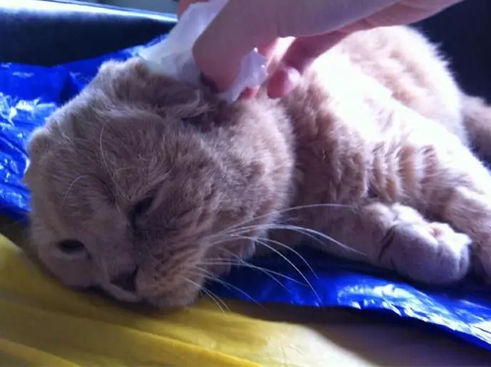 Grey Skotske kat (17 foto's): Hoe kinne jo in grize kat neame? Beskriuwing fan Kittens, Care-regels 22409_12