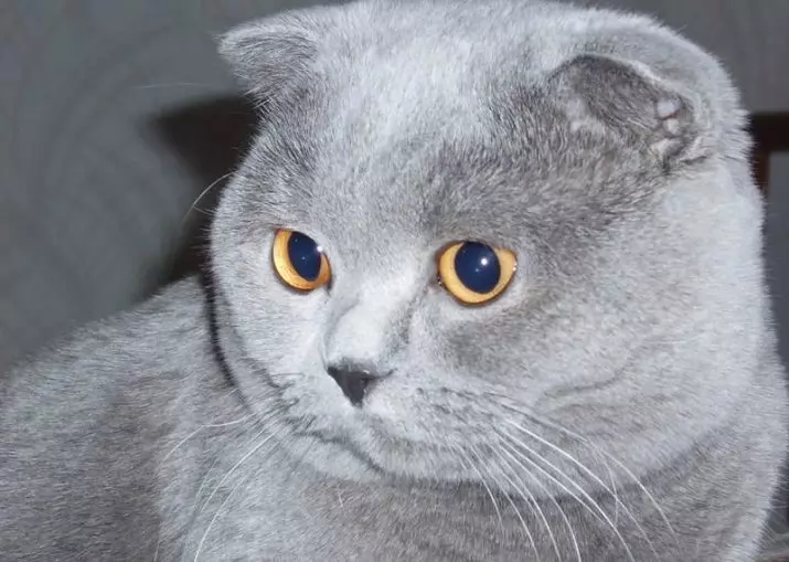 Gatto scozzese grigio (17 foto): Come chiamare un gatto grigio? Descrizione dei gattini, regole di cura 22409_16