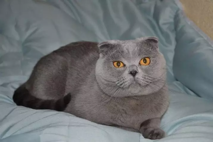 Gato escocés gris (17 fotos): como chamar a un gato gris? Descrición de gatitos, Regras de coidados 22409_17