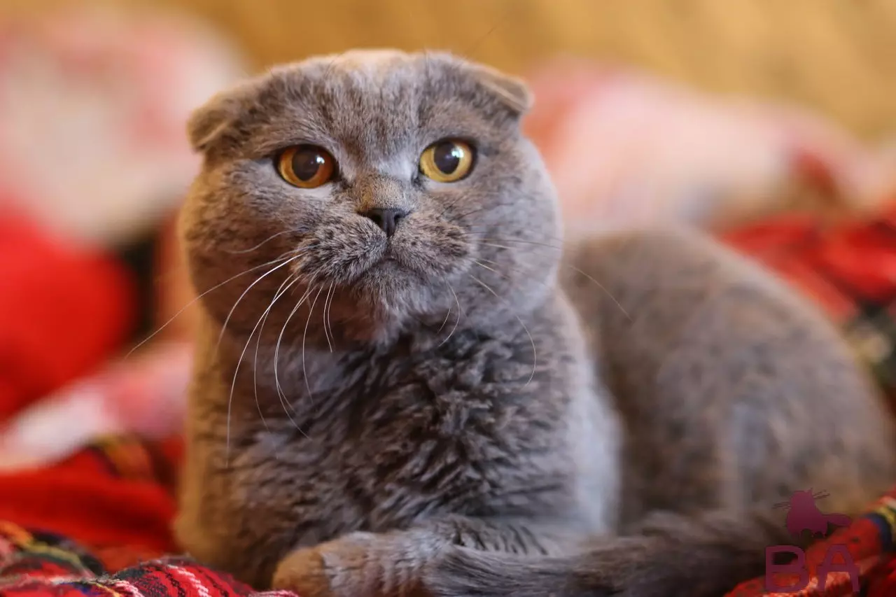 Grey Scotter Cat (Awọn fọto 17): Bawo ni lati pe ologbo grẹy kan? Apejuwe ti awọn kittens, awọn ofin itọju 22409_2