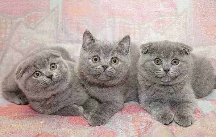 Grey Scottish Cat (17 myndir): Hvernig á að hringja í gráa kött? Lýsing á kettlingum, umönnunarreglum 22409_3