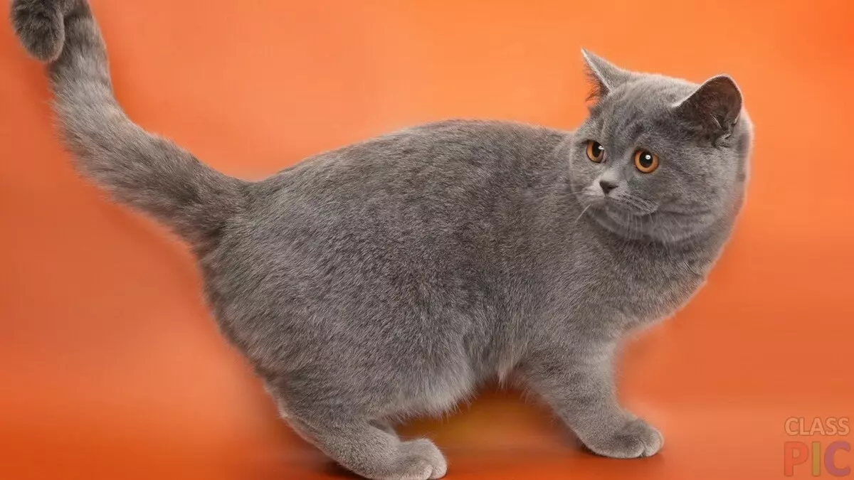 Grey Scottish Cat (17 daim duab): Yuav ua li cas thiaj hu tau tus miv grey? Kev piav qhia ntawm Kittens, kev saib xyuas kev saib xyuas 22409_4