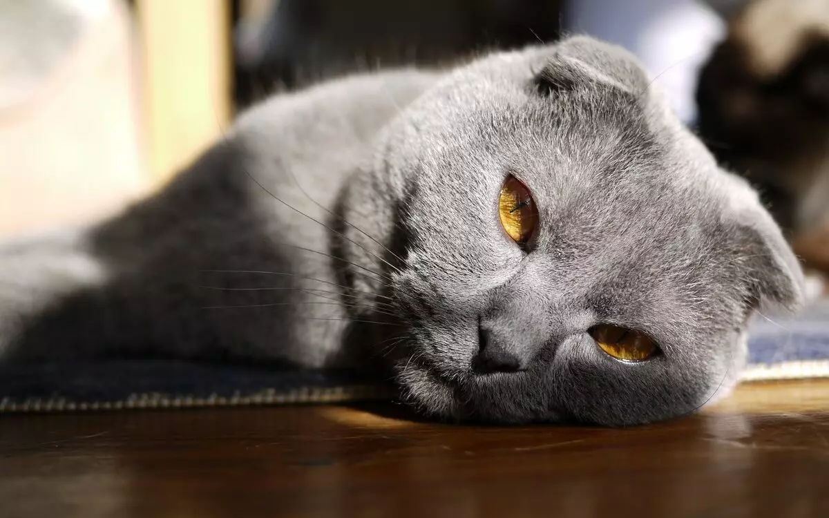 Grå skotsk kat (17 billeder): Sådan kalder du en grå kat? Beskrivelse af killinger, pleje regler 22409_5