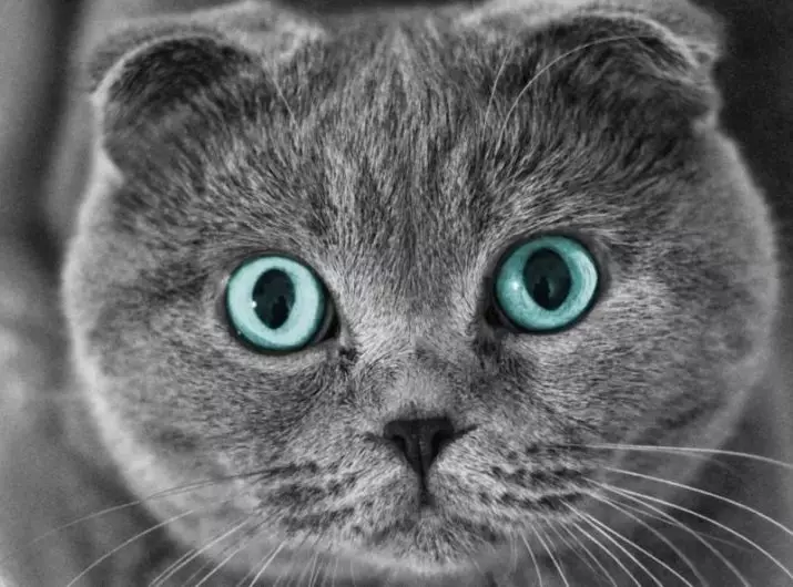 گرے سکاٹش بلی (17 فوٹو): ایک سرمئی بلی کیسے کال کریں؟ بلی کے بچے کی تفصیل، دیکھ بھال کے قواعد 22409_6