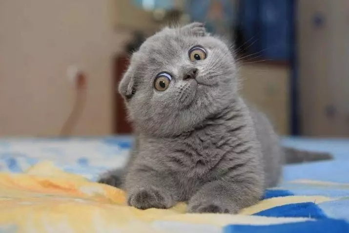 Kucing Skotlandia Abu-abu (17 Foto): Bagaimana cara memanggil kucing abu-abu? Deskripsi anak kucing, aturan perawatan 22409_7