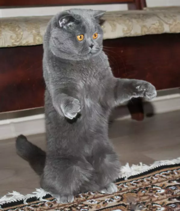Grey Scotter Cat (Awọn fọto 17): Bawo ni lati pe ologbo grẹy kan? Apejuwe ti awọn kittens, awọn ofin itọju 22409_8