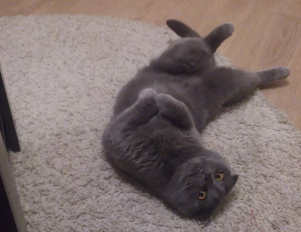Grey Scottish Cat (17 daim duab): Yuav ua li cas thiaj hu tau tus miv grey? Kev piav qhia ntawm Kittens, kev saib xyuas kev saib xyuas 22409_9