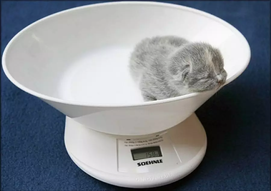 Vægt af den skotske killing i måneder: Hvor meget skal katten blive i 2-3 måneder? Katvægt i 1 år 22410_10