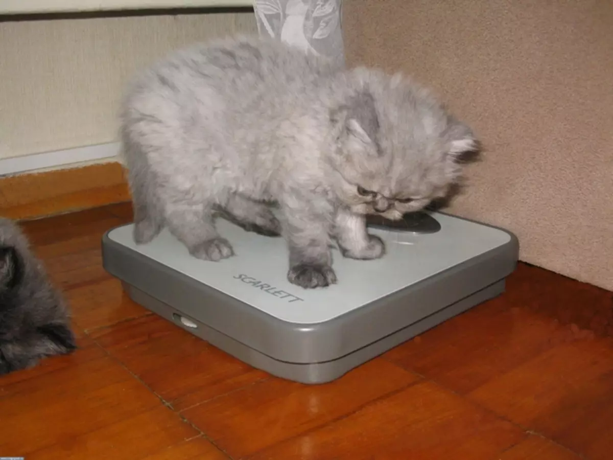 ນ້ໍາຫນັກຂອງ Kitten Scottish ສໍາລັບເດືອນ: ຫຼາຍປານໃດຄວນຈະ cat ຫຼາຍແຫ່ງໃນປະມານ 2-3 ເດືອນ? ນ້ໍາຫນັກ cat ໃນ 1 ປີ 22410_2