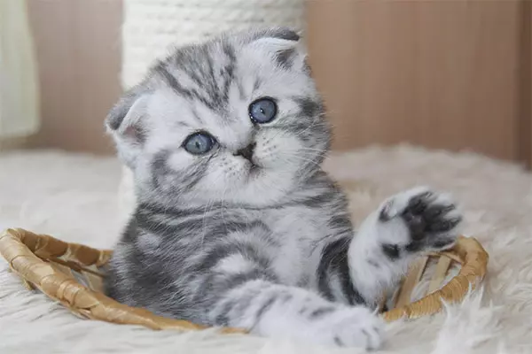 Waga Scottish Kitten na miesiące: Ile powinien stać się kotem w ciągu 2-3 miesięcy? Cat Waga w ciągu 1 roku 22410_4