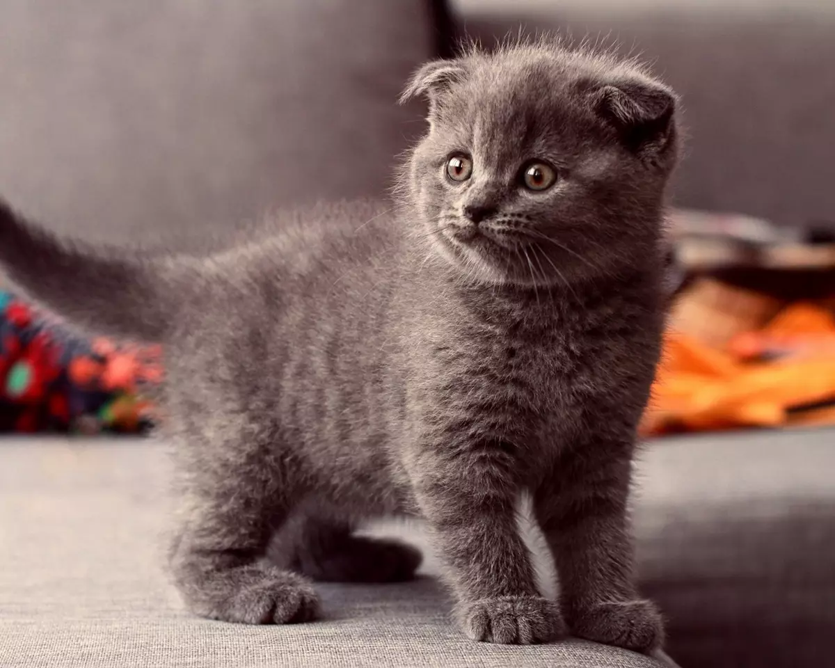 Gewicht des schottischen Kitten für Monate: Wie viel sollte die Katze in 2-3 Monaten werden? Cat Gewicht in 1 Jahr 22410_5