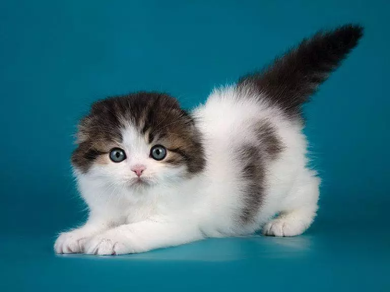 Peso del escocés del gatito por meses: ¿cuánto debe el gato convertido en 2-3 meses? Gato en peso 1 año 22410_6
