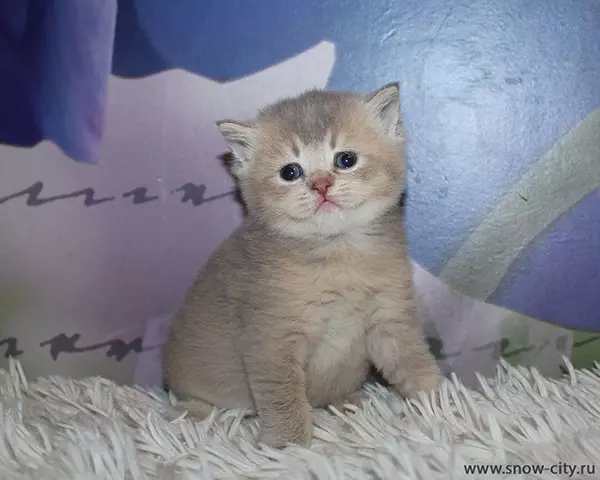 Sikotilani Lilac Kittens (21 ata): foliga o le lanu o pusi. O fea mata e fanau mai e le Scottish Lilac Kingens? 22411_7