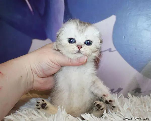 Sikotilani Lilac Kittens (21 ata): foliga o le lanu o pusi. O fea mata e fanau mai e le Scottish Lilac Kingens? 22411_8